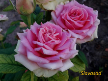 Magic Moka (Меджик Мока) (Мультифлора)